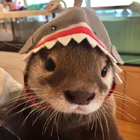 karaa