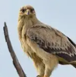 Tawny Eagle