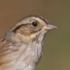 Swamp Sparrow