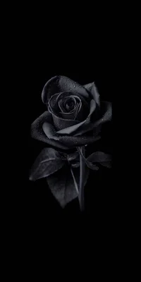 Black rose