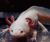 Bubbles The Axolotl