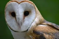 BarnOwl
