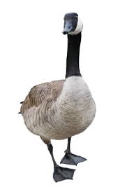 Goose