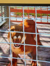 Caged cougar