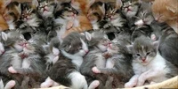Lots of kittens