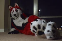 Redskihusky Fursuit 