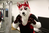 Redskihusky Fursuit 