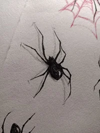 Spider