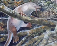 Echidnapus