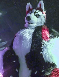 Redskihusky Fursuit 