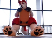 Redskihusky Fursuit 