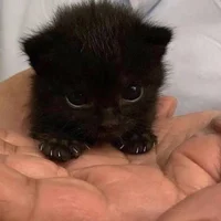 Zz Midnight CatPuppy