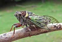Cicada -Loud Bug-