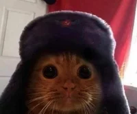 UPDATED soviet cat 