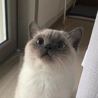 Ragdoll Cat
