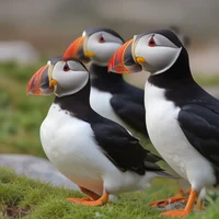 Atlantic Puffin