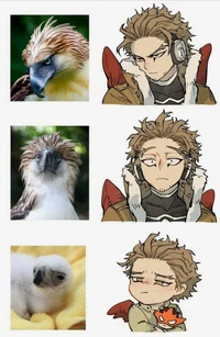 Hawks 
