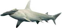 Hammerhead Shark