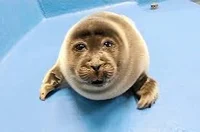 Niko the seal