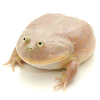 Budgett-s Frog
