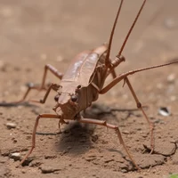 African big katydid