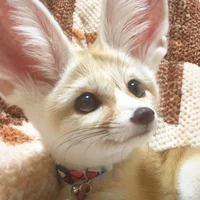 Fennec fox