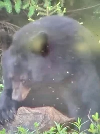 Black bear