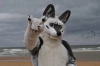 Tommy wolf fursuit