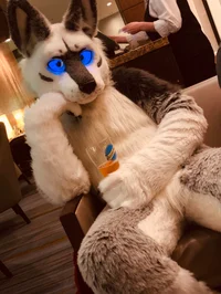 Tommy wolf Fursuit 