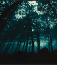 Ominous Forest