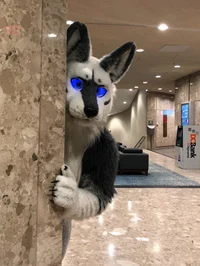 Tommy wolf Fursuit 