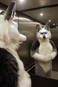 Tommy wolf fursuit
