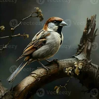 Sparrow free rp