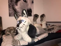 Tommy wolf fursuit