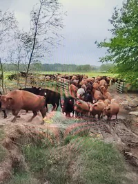 Cow herd