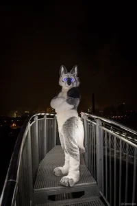 Tommy wolf fursuit