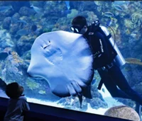 Aquarium Scuba Diver