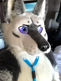 Tommy wolf fursuit