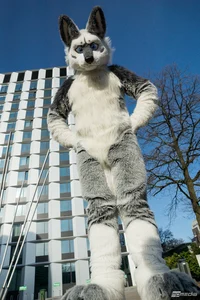 Tommy wolf Fursuit 