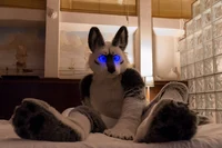 Tommy wolf fursuit