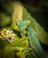 Mantis