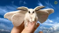 poodle moth