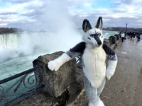 Tommy wolf fursuit
