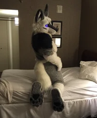 Tommy wolf Fursuit 