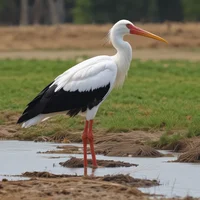 Great white stork
