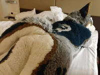 Jasper wolf Fursuit 