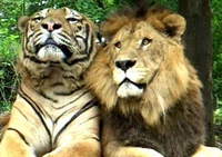 Tiger and Lion