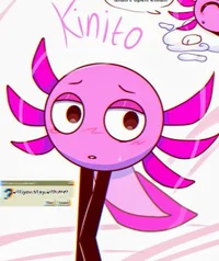 Kinito-KinitoPet