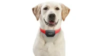 Dog tf collar