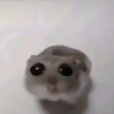 Sad hamster 